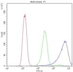 Calpastatin Antibody in Flow Cytometry (Flow)