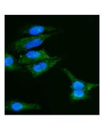 Caveolin 2 Antibody in Immunocytochemistry (ICC/IF)