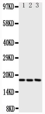 CCL1 Antibody in Western Blot (WB)