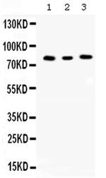 Cyclin T1 Antibody in Western Blot (WB)