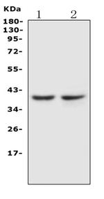 CCR5 Antibody in Western Blot (WB)