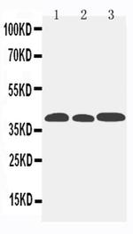 CCR5 Antibody in Western Blot (WB)