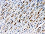 TCP-1 beta Antibody in Immunohistochemistry (Paraffin) (IHC (P))