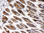 TCP-1 beta Antibody in Immunohistochemistry (Paraffin) (IHC (P))