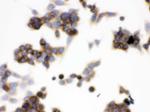 TCP1 epsilon Antibody in Immunocytochemistry (ICC/IF)