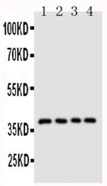CD1d Antibody in Western Blot (WB)