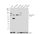 PD-L1 (CD274) Antibody in Western Blot (WB)