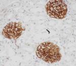 CD34 Antibody in Immunohistochemistry (Frozen) (IHC (F))