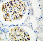 CD34 Antibody in Immunohistochemistry (Paraffin) (IHC (P))