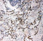 CD34 Antibody in Immunohistochemistry (Paraffin) (IHC (P))