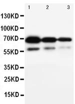 CD34 Antibody in Western Blot (WB)