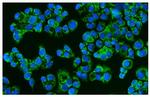 CD46 Antibody in Immunocytochemistry (ICC/IF)