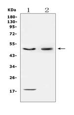 CD46 Antibody in Western Blot (WB)