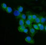 CD59 Antibody in Immunocytochemistry (ICC/IF)