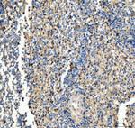 CD63 Antibody in Immunohistochemistry (Paraffin) (IHC (P))