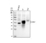 CD63 Antibody in Western Blot (WB)