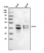 CD79a Antibody in Western Blot (WB)