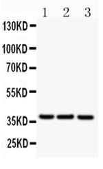 CD79b Antibody in Western Blot (WB)