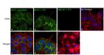 CD81 Antibody in Immunocytochemistry (ICC/IF)