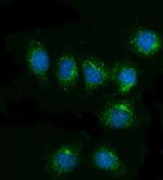 CD81 Antibody in Immunocytochemistry (ICC/IF)