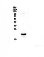 CD81 Antibody in Western Blot (WB)