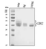 CD82 Antibody in Western Blot (WB)