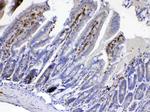 CDC20 Antibody in Immunohistochemistry (Paraffin) (IHC (P))