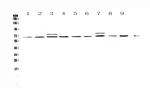 CDC45L Antibody in Western Blot (WB)