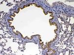 Factor D Antibody in Immunohistochemistry (Paraffin) (IHC (P))