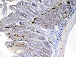 Factor D Antibody in Immunohistochemistry (Paraffin) (IHC (P))