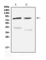 ChAT Antibody in Western Blot (WB)