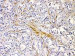 CHRNA5 Antibody in Immunohistochemistry (Paraffin) (IHC (P))