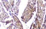 CLPX Antibody in Immunohistochemistry (Paraffin) (IHC (P))