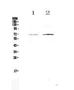 CLPX Antibody in Western Blot (WB)