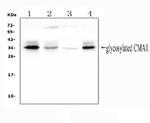 Mast Cell Chymase Antibody in Western Blot (WB)