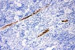 Calponin 1 Antibody in Immunohistochemistry (Paraffin) (IHC (P))