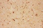 CNTF Antibody in Immunohistochemistry (Paraffin) (IHC (P))