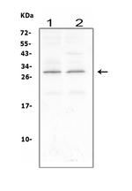 CNTF Antibody in Western Blot (WB)