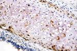 Collagen II Antibody in Immunohistochemistry (Frozen) (IHC (F))