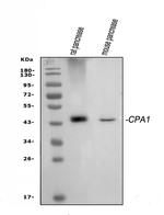 Carboxypeptidase A1 Antibody in Western Blot (WB)