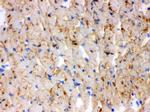 CPT1B Antibody in Immunohistochemistry (Frozen) (IHC (F))