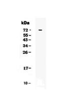 TSLP Receptor Antibody in Western Blot (WB)