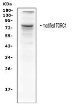 Torc1 Antibody in Western Blot (WB)