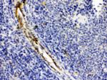 Alpha A Crystallin Antibody in Immunohistochemistry (Paraffin) (IHC (P))