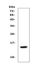 Cystatin A Antibody in Western Blot (WB)