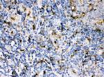 Cystatin A Antibody in Immunohistochemistry (Paraffin) (IHC (P))