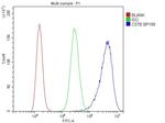 Cystatin B Antibody in Flow Cytometry (Flow)