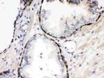 Cystatin B Antibody in Immunohistochemistry (Paraffin) (IHC (P))