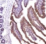 CtBP2 Antibody in Immunohistochemistry (Frozen) (IHC (F))