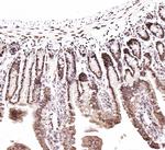 CtBP2 Antibody in Immunohistochemistry (Paraffin) (IHC (P))